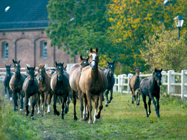 Graditzer Stutenherde - to the subpage: Graditz Principal Stud