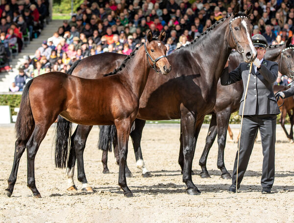 Hengstparade Moritzburg_2022