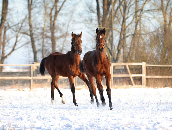 zwei Jungpferde galoppieren durch den Schnee