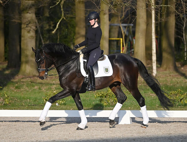 Freiherr von Stein beim TSF Dressurlehrgang