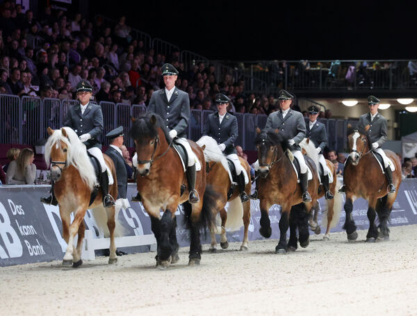 Stunde der Hengste Chemnitzer Messe
