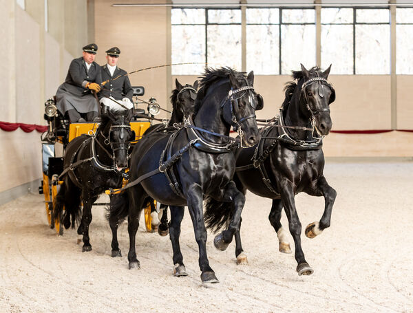 Hengste im Advent 2025