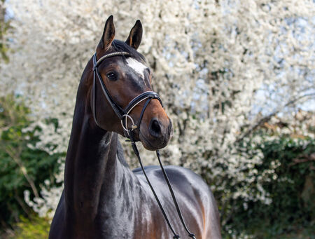 Gestütsführungen in den Osterferien - zum Beitrag