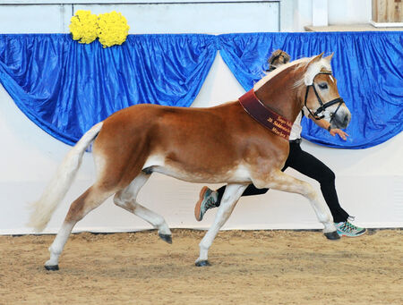 ABRAXAS v. Amore Mio Landgestüt Moritzburg