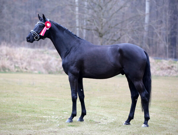 Schwarzes Pferd im Seitenbild mit Schleife