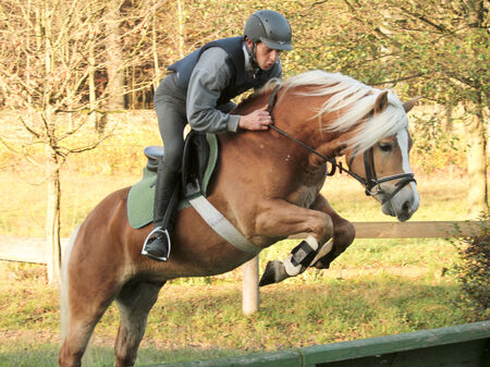 Haflinger stallion in jumping