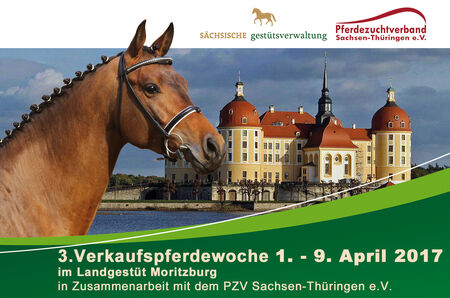 Flyer Verkaufspferdewoche 2017
