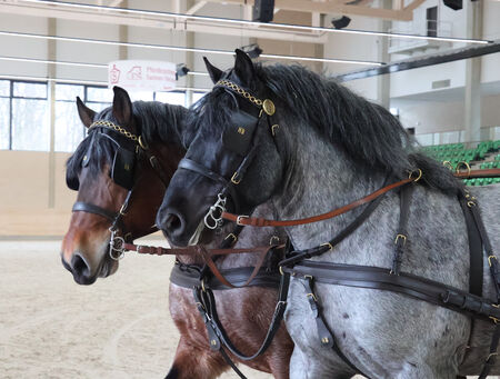Generalproben Moritzburger Hengstpräsentation - zum Beitrag