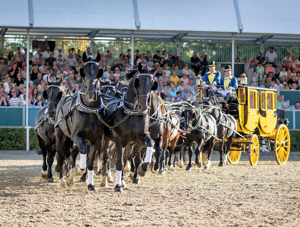 Dritte Hengstparade 2025