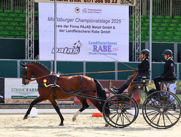 Bundeschampionat Moritzburg