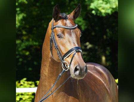 DSP-Reitpferdeauktion