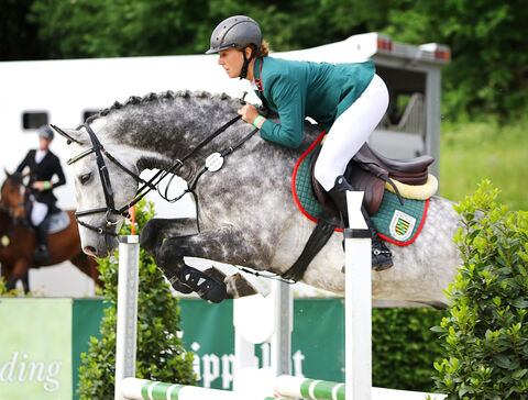 HICKSTEAD JUNIOR im Landgestüt Moritzburg