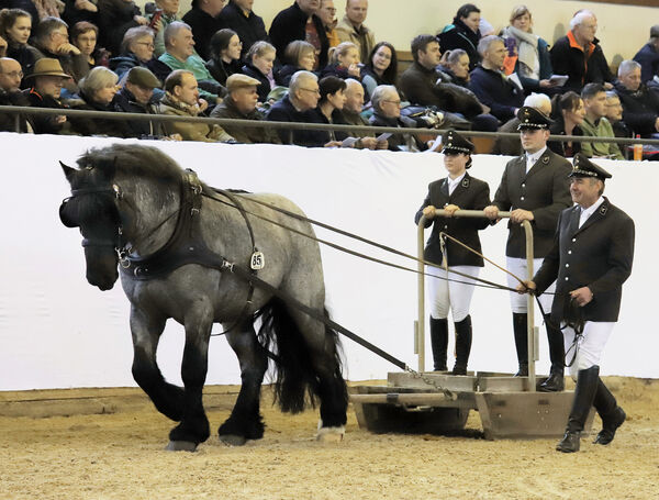 Hengstpräsentation Moritzburg