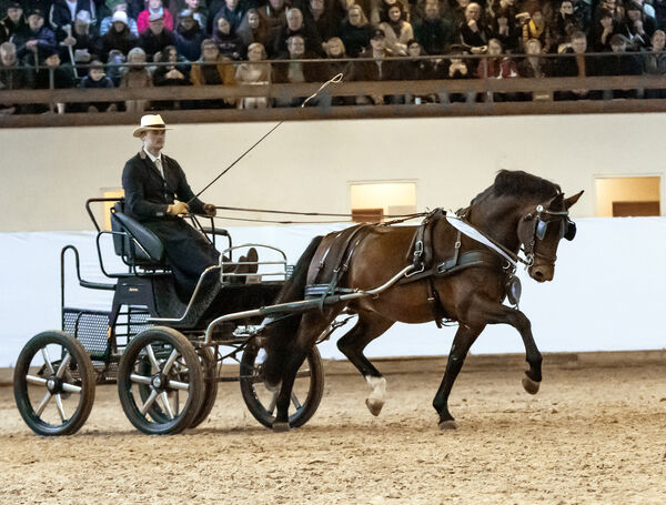 Hengstpräsentation Moritzburg