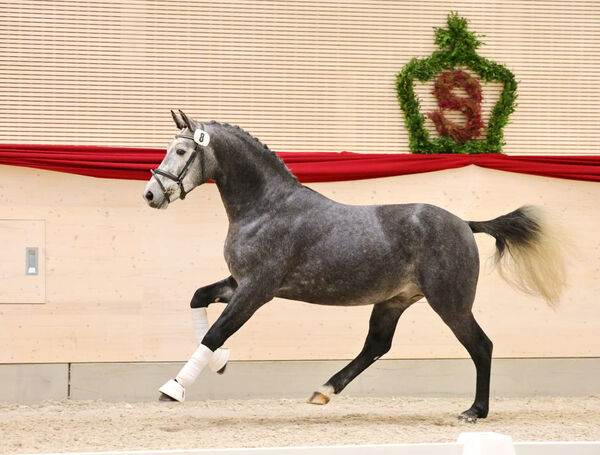 Moritzburger Hengsttage 2025