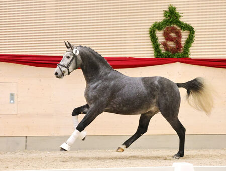 Drei Neuzugänge zu den Moritzburger Hengsttagen - zum Beitrag