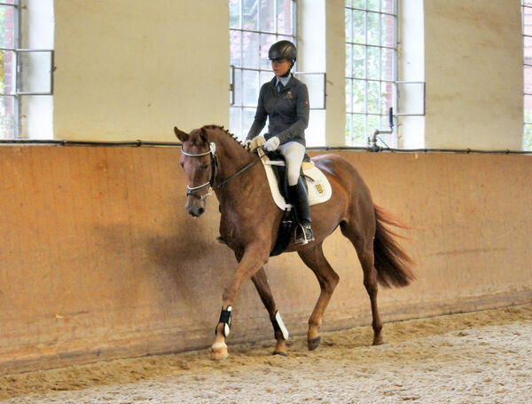 Feldprüfung Stuten Hauptgestüt Graditz