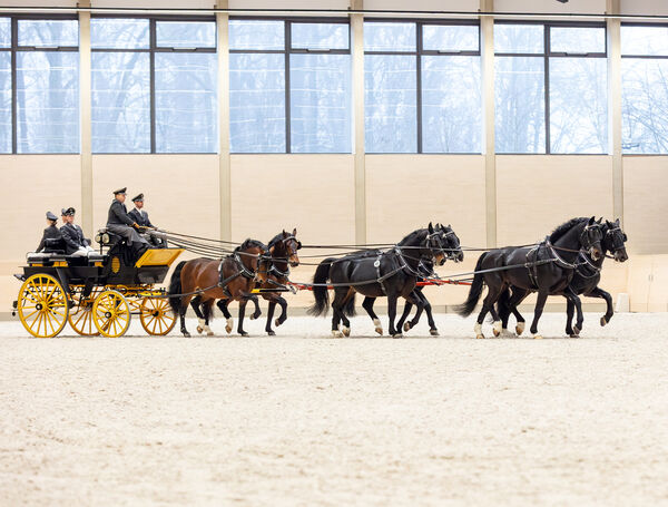 Sechserzug Schwerer Warmbluthengst