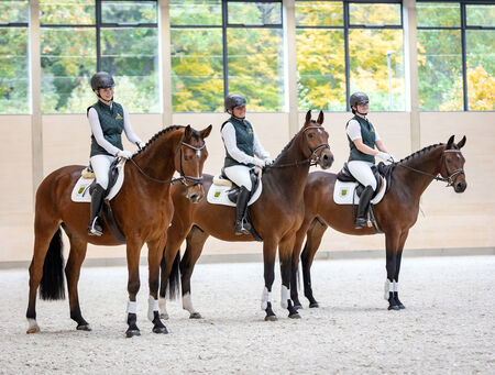Verkaufspferdetag im Landgestüt Moritzburg