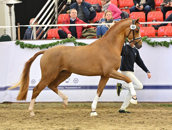 Neuzugang Zoomaton MV Landgestüt Moritzburg