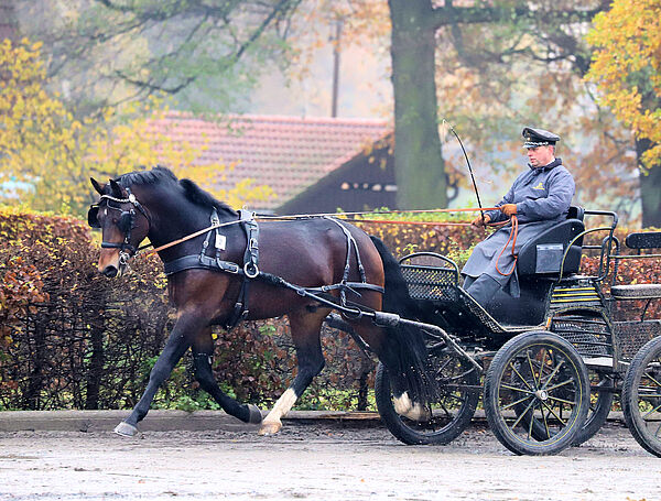 Hengstleistungsprüfung Schweres Warmblut Moritzburg
