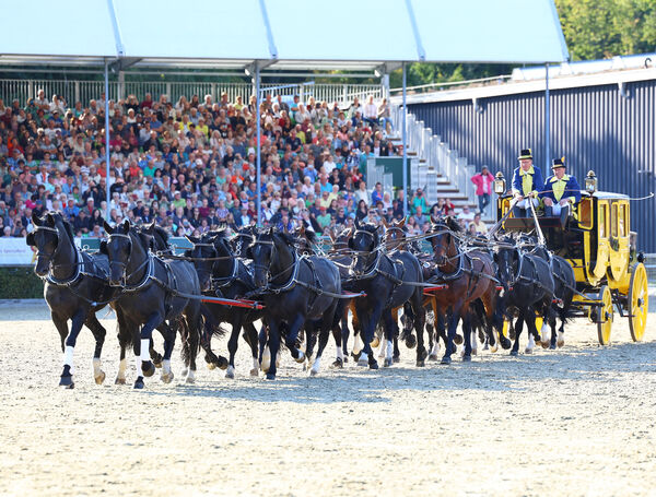 Moritzburger Hengstparade 2025
