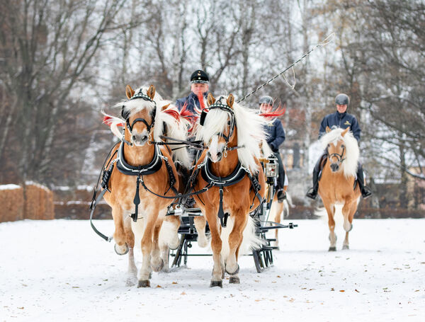 Hengste im Advent 2025 - öffnet Unterseite