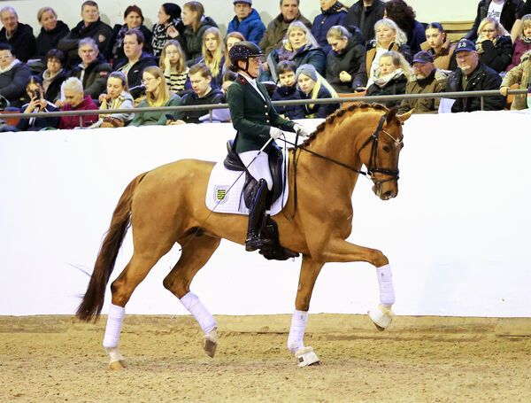 Hengstpräsentation Reitpferde Moritzburg