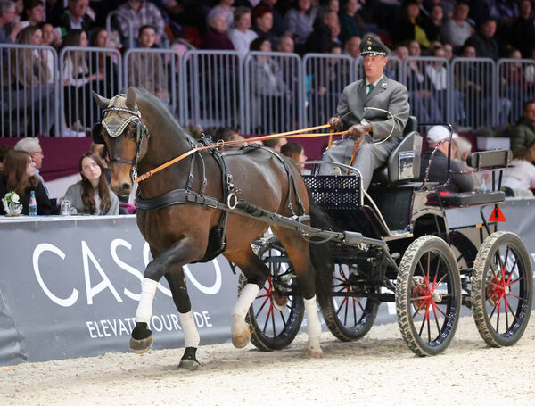 Stunde der Hengste Chemnitzer Messe