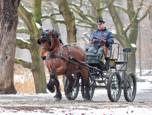 Fohlenchampionat Zuchtbezirk Thüringen