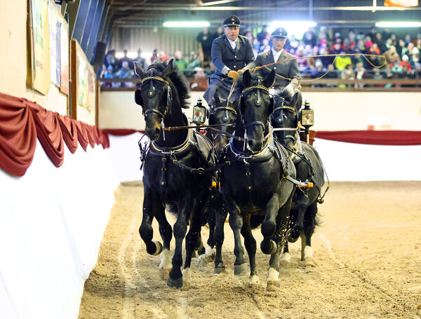 Hengste im Advent im Landgestüt Moritzburg