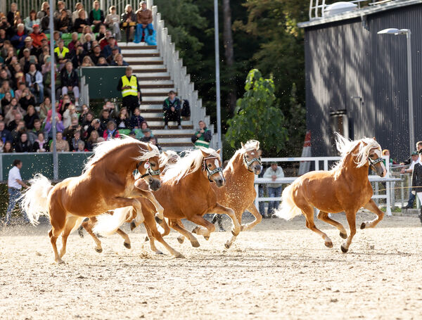 Zweite Moritzburger Hengstparade