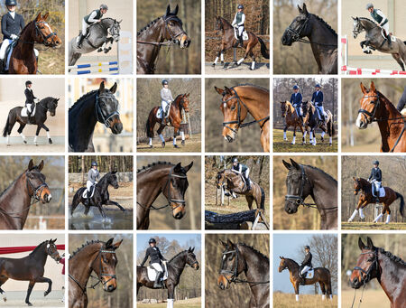 Finales Bid-Up Verkaufspferde: 19. April um 18.00 Uhr - zum Beitrag