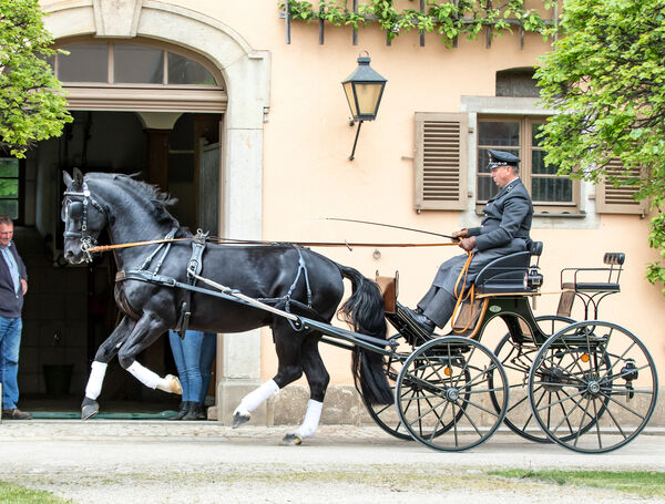 Züchtertag Landgestüt Moritzburg