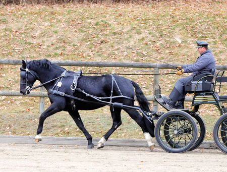 Hengstleistungsprüfung Moritzburg