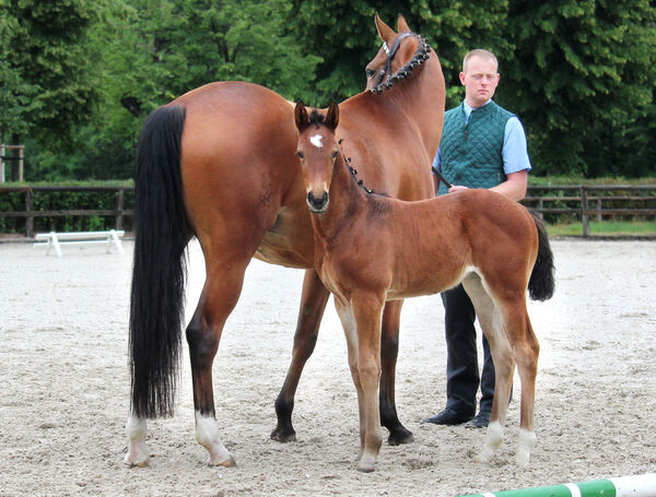 Fohlenschau Hauptgestüt Graditz 2021