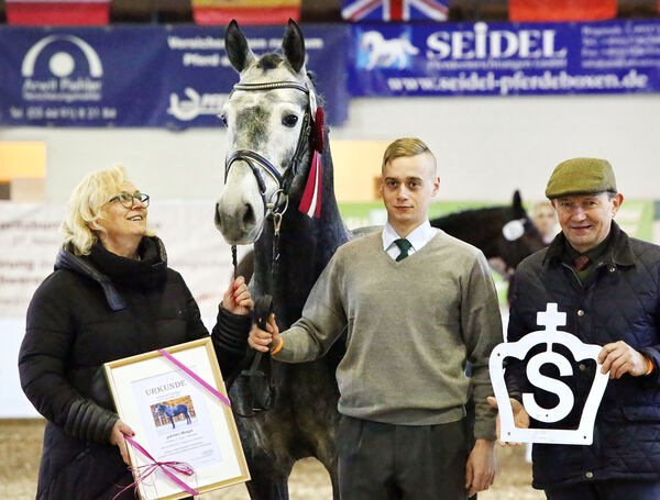 Schweres Warmblut Friesius von Frieder