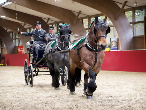 Kaltblutkörung Krumke