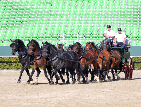 Training für die Moritzburger Hengstparaden
