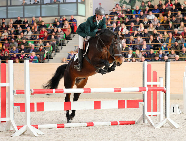 Hengste im Advent 2025