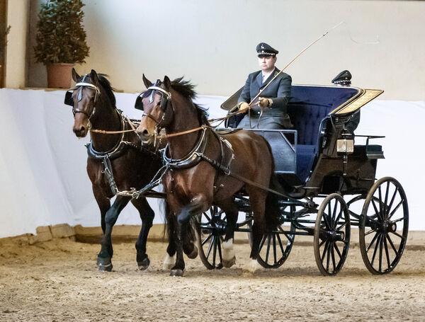 Hengstpräsentation Moritzburg