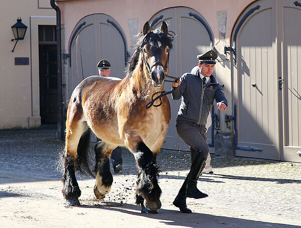 Media Day Landgestüt Moritzburg 2022