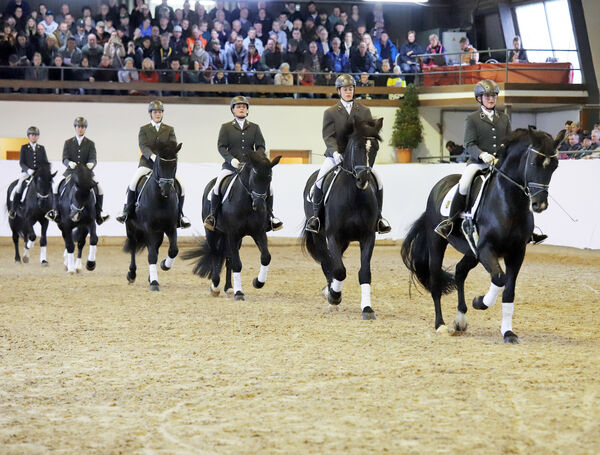 Hengstpräsentation Moritzburg