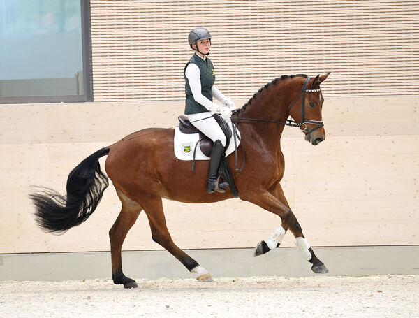Verkaufspferdetag Moritzburg