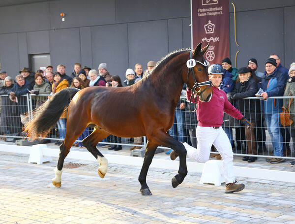 Vesuv zur Körung bei der Pflastermusterung