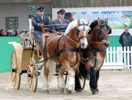 Kaltblut Körung Krumke