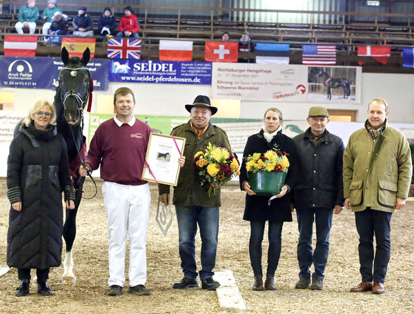 Neuzugang Schweres Warmblut von Loriot - Elbling