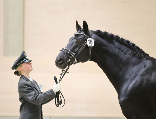 Portrait des Hengstes Decurio