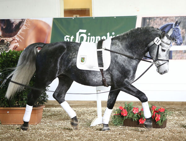 Schweres Warmblut Friesius von Frieder