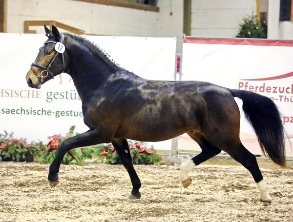 Lancelot Moritzburger Hengsttage 2021